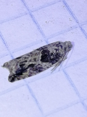 Epinotia cinereana