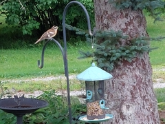 Pheucticus ludovicianus