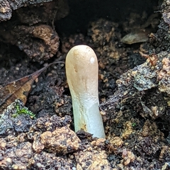 Trichoderma alutaceum