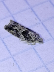 Epinotia cinereana