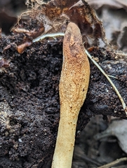 Trichoderma alutaceum