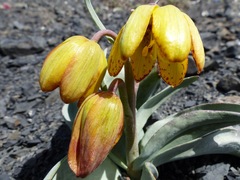 Fritillaria glauca