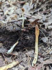 Trichoderma alutaceum