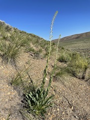 Stanleya viridiflora