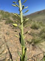 Stanleya viridiflora
