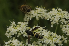 Discoelius