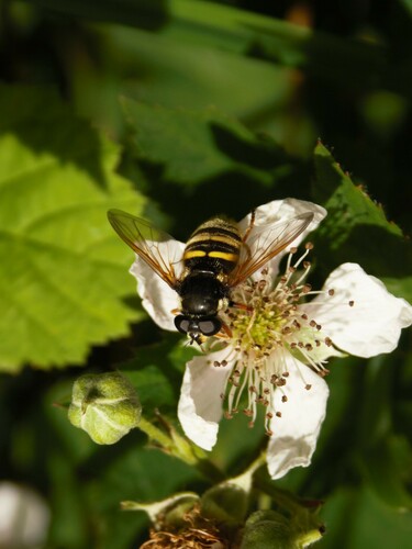 Yellow-barred Peat Hover Fly, Veldhoven, Nederland, photo 10 of 10