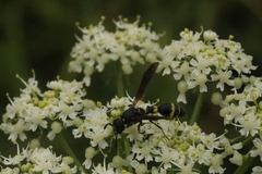 Discoelius