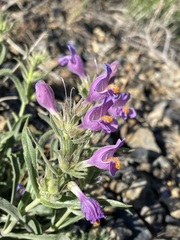 Penstemon janishiae