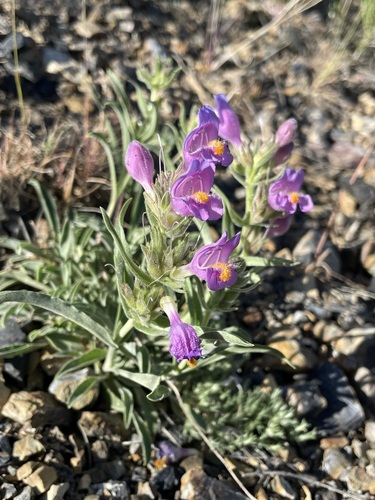 Image of Penstemon janishiae by (c) Matt Berger, some rights reserved (CC BY)