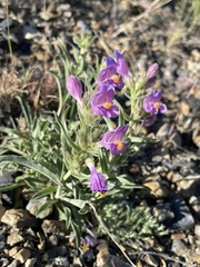 Penstemon janishiae