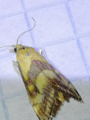 Pyrausta ostrinalis