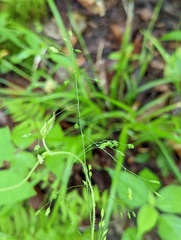 Poa autumnalis