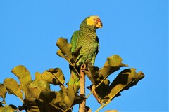 Alipiopsitta xanthops