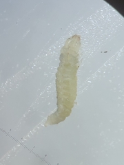 Caplothorax melanopterus