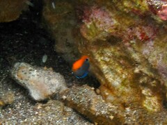 Pomacentrus bankanensis