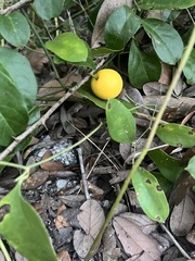 Ximenia