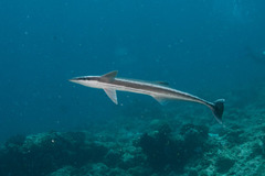 Sharksucker photo 4