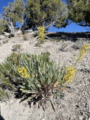 Stanleya pinnata integrifolia