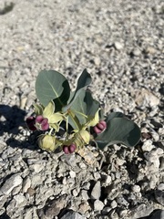 Asclepias cryptoceras