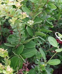 Cynanchum natalitium