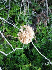 Allium commutatum