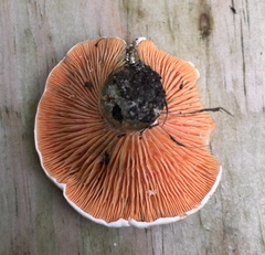 Lactarius salmoneus