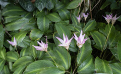 Goeppertia loeseneri