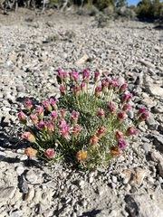Erigeron compactus