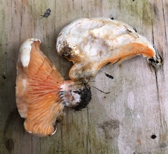 Lactarius salmoneus