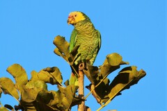 Alipiopsitta xanthops