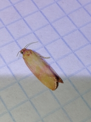 Celypha rosaceana