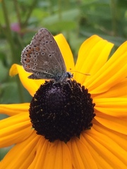 Polyommatus icarus
