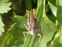 Chorthippus brunneus