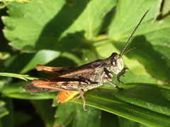 Chorthippus brunneus