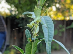 Stagmomantis limbata