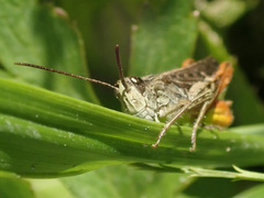 Chorthippus brunneus