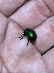 Leptinotarsa haldemani