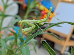 Stagmomantis limbata