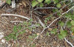 Ribes roezlii roezlii