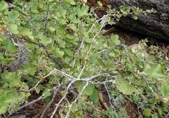 Ribes roezlii roezlii