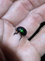 Leptinotarsa haldemani