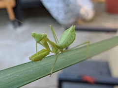 Stagmomantis limbata