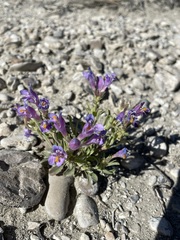 Penstemon janishiae