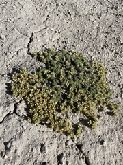 Lepidium nanum