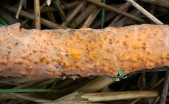Peniophora aurantiaca