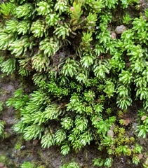Oligotrichum hercynicum