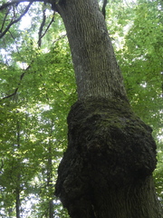 Quercus petraea polycarpa