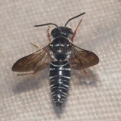 Coelioxys modestus