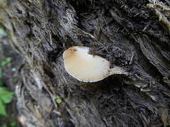 Crepidotus luteolus